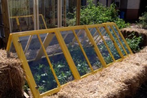 greenhouse2