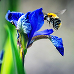 Bumble bee landing on a blue iris flower