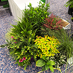 A selection of colorful landscaping plants